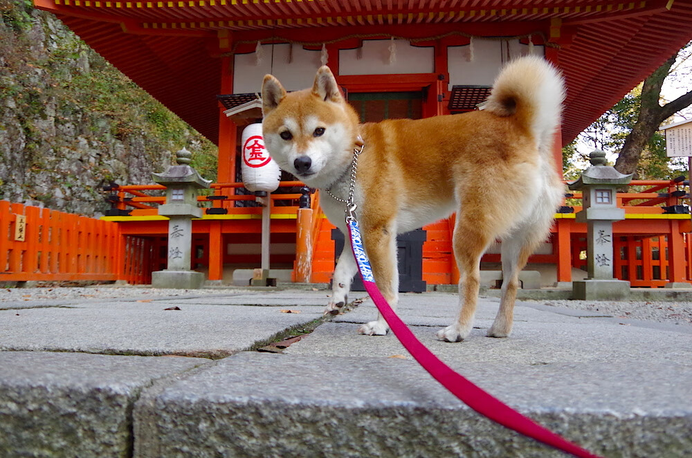 NBA官方推出现役球员数据新系统，nba官方推出现役球员数据新系统了吗