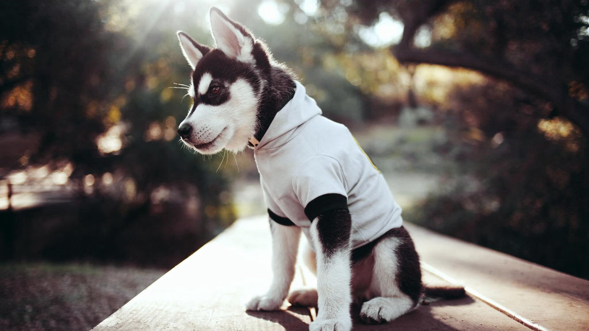 九游下载官网-“意甲豪门霸气回归，争夺荣耀？未来可期！”，意甲十大巨星