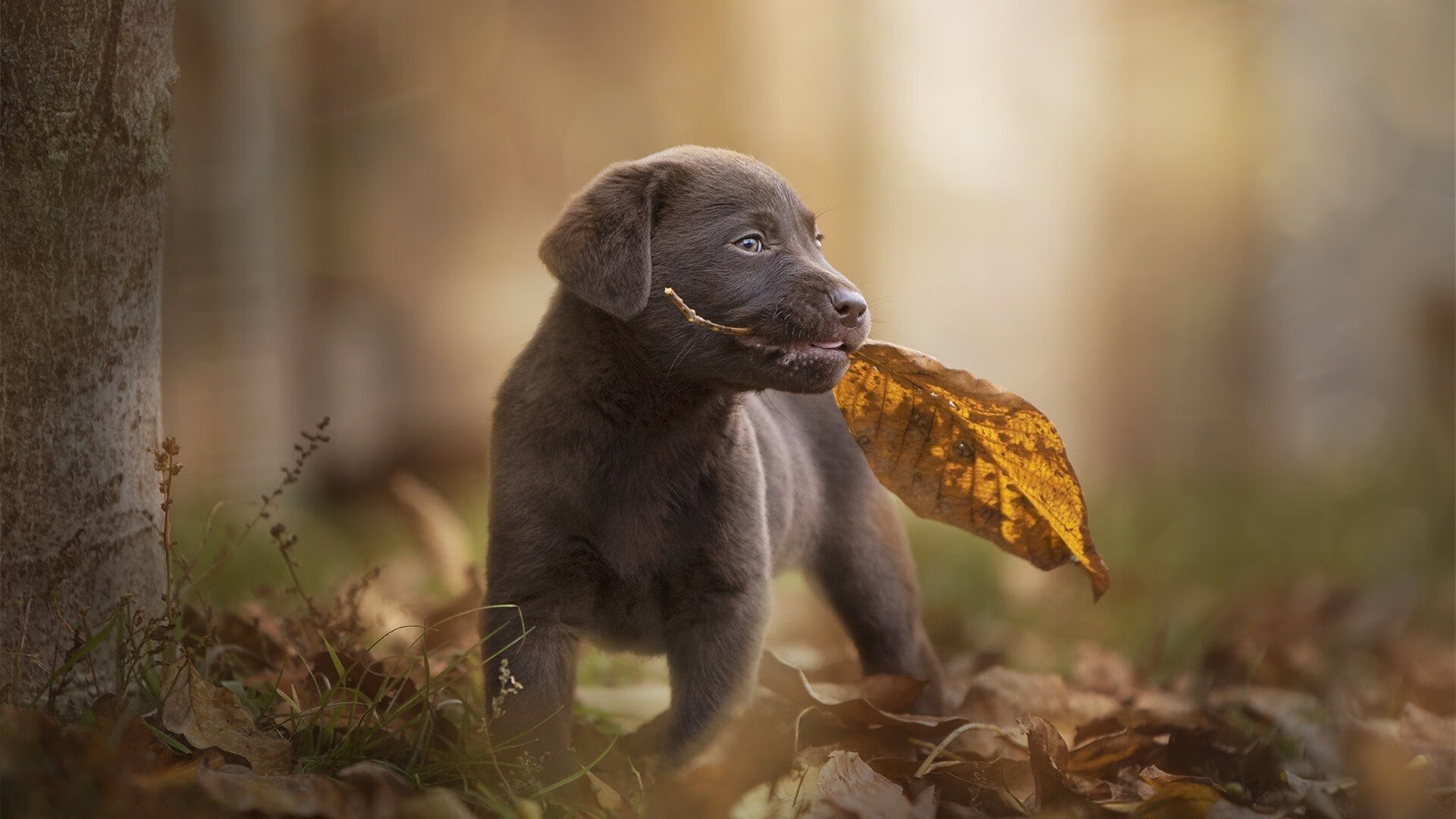 “西甲明星掌控全场,带领球队持续追赶”,西甲明星球员