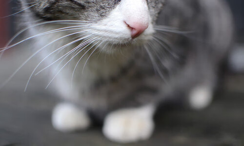 意大利在欧洲杯预选赛中2-1击败克罗地亚,锁定小组第一。,2021欧洲杯意大利21号