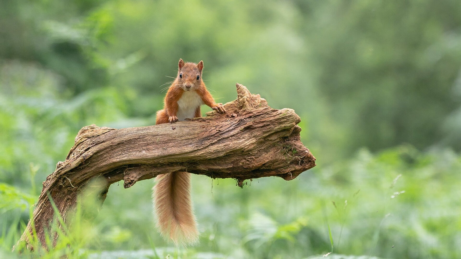 九游游戏中心官网-球队训练：幕后练习曝光秘技，球队训练口号