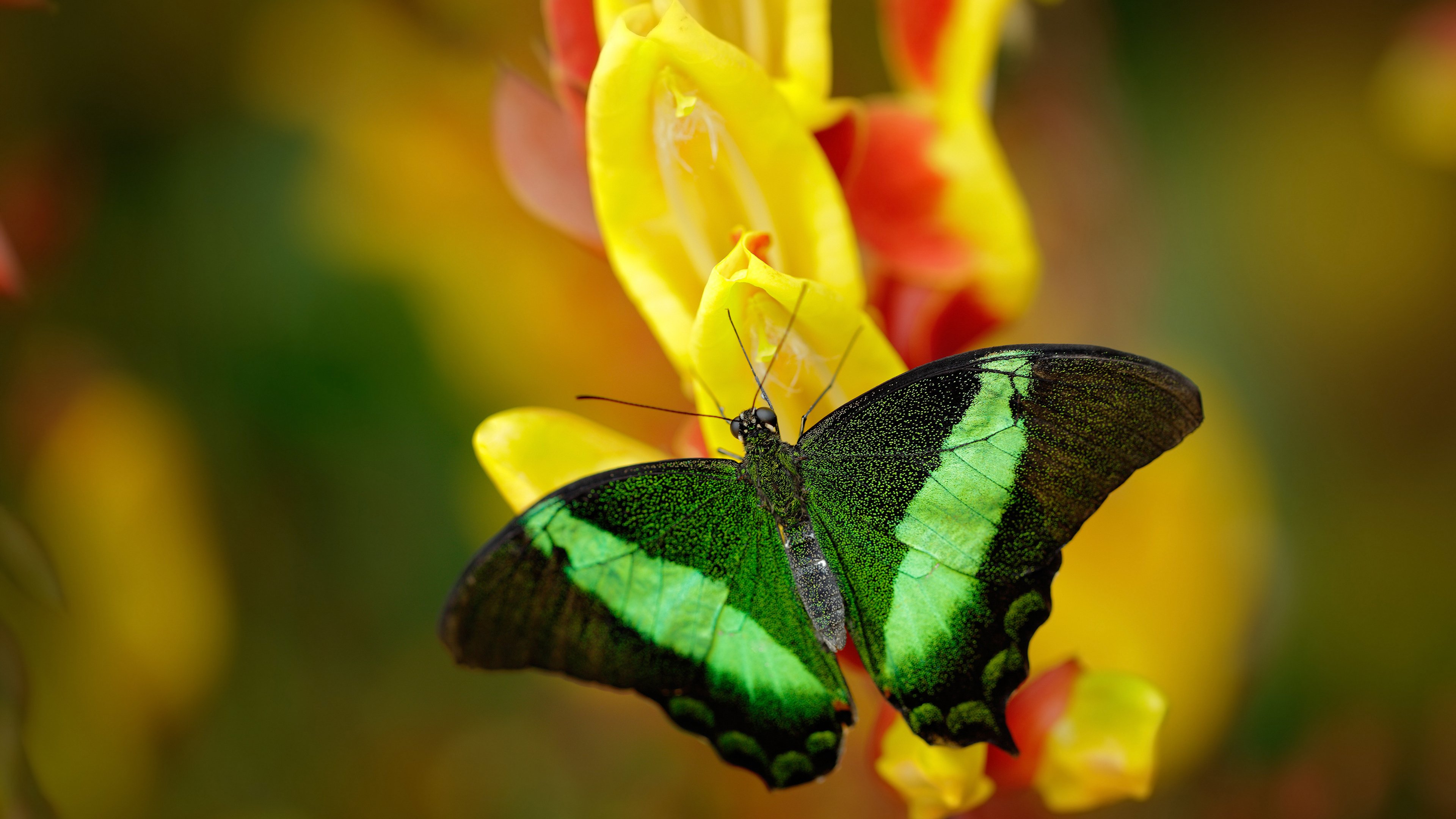 粉丝投票：你最期待哪个车手夺冠？，最佳车手投票