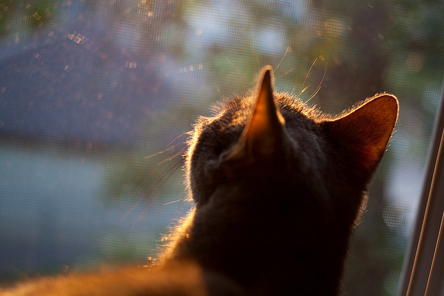 足球发展纳入国家体育强国建设规划,我国把足球纳入学校体育课程教学体系