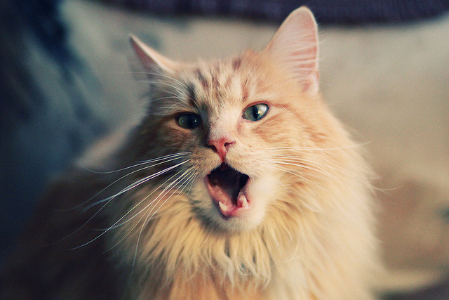 九游官网pc-上海上港客场不敌山东泰山，遗憾失利，上海上港对战