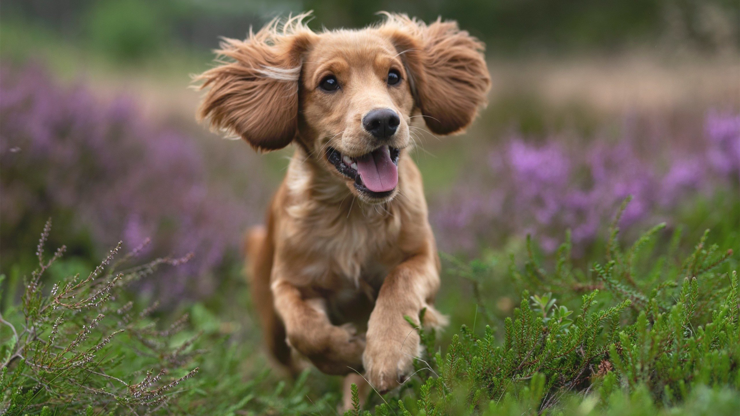 上海上港客场不敌山东泰山,遗憾失利,上海上港对战