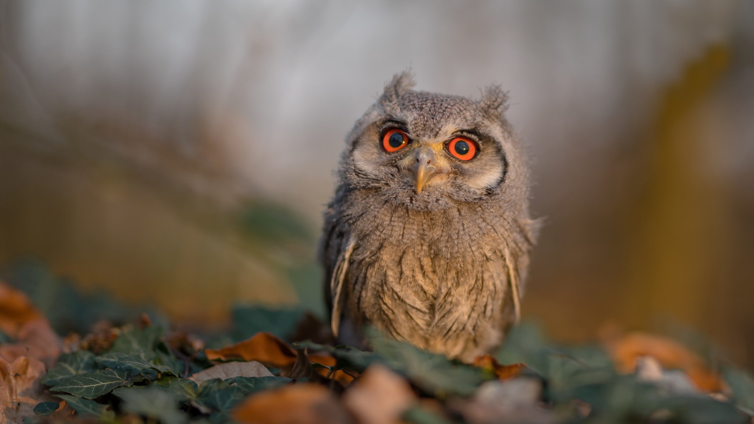 勒沃库森主场3-0战胜云达不莱梅,继续领跑德甲,勒沃库森引援