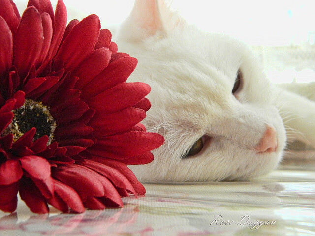 是否应设立球员赛季负荷上限保护机制,球员负荷管理