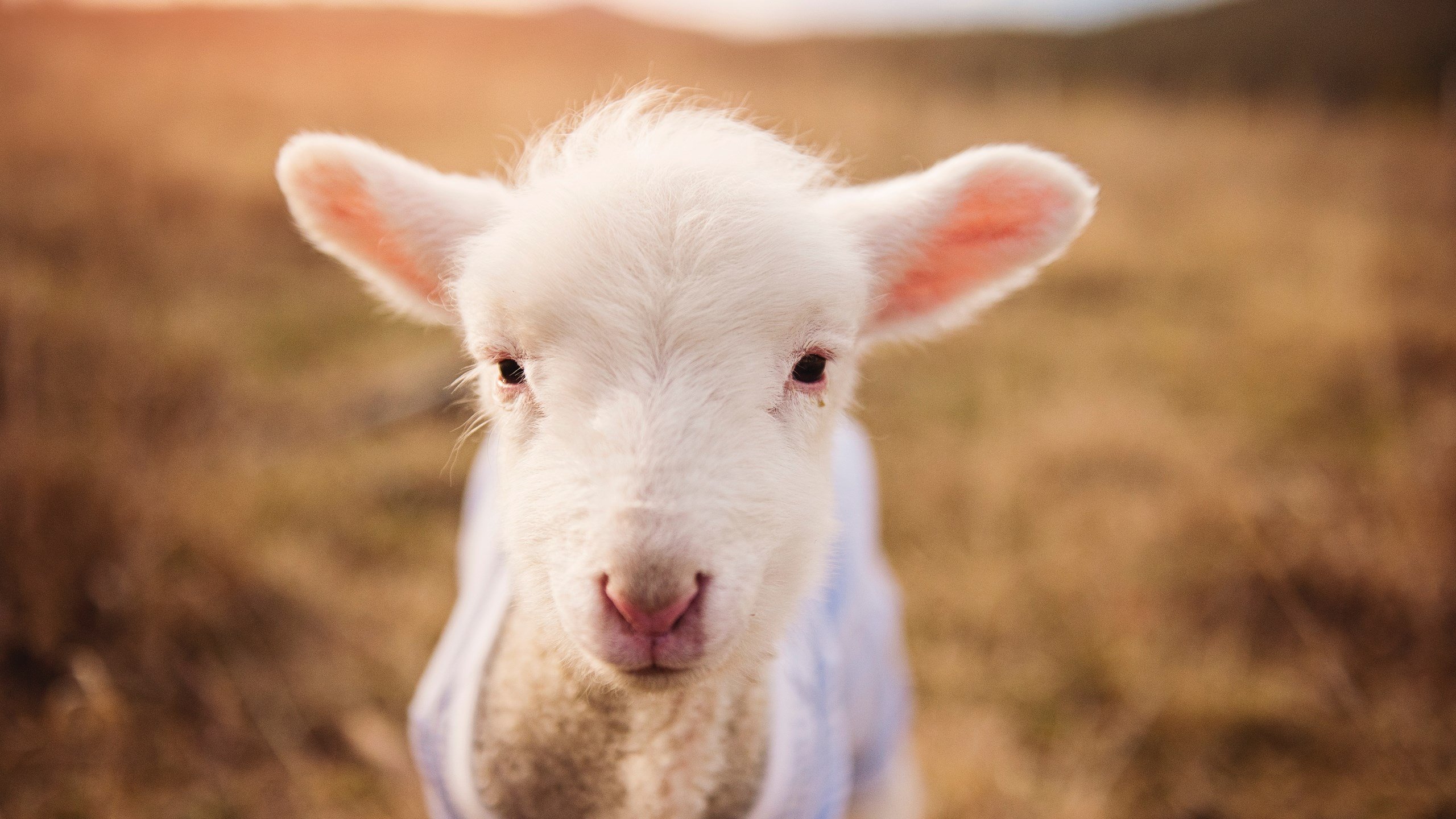 九游-欧洲足球冠军联赛冠军奖杯历史上的传奇，欧洲联赛冠军杯历届冠军