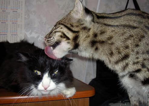 波黑遭遇意外失利,晋级前景难测,波黑是哪