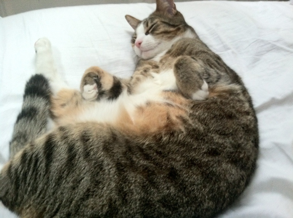 瓦拉多利德客场失利,遗憾错失胜机,瓦拉多利德vs莱万特