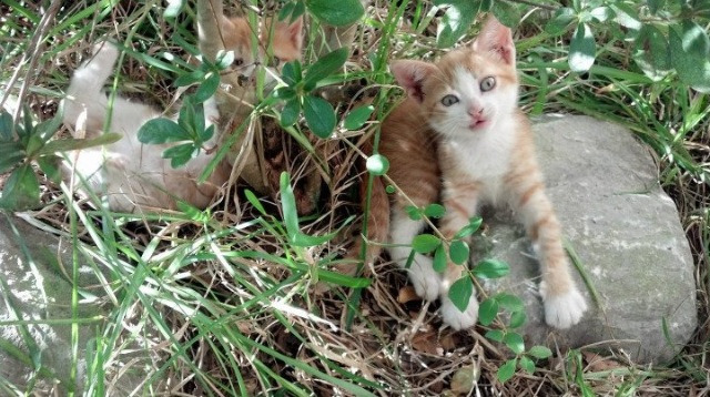 JIU YOU GAME-西班牙国家队实力逆袭，欧国联对手难以招架，西班牙国家队强不强