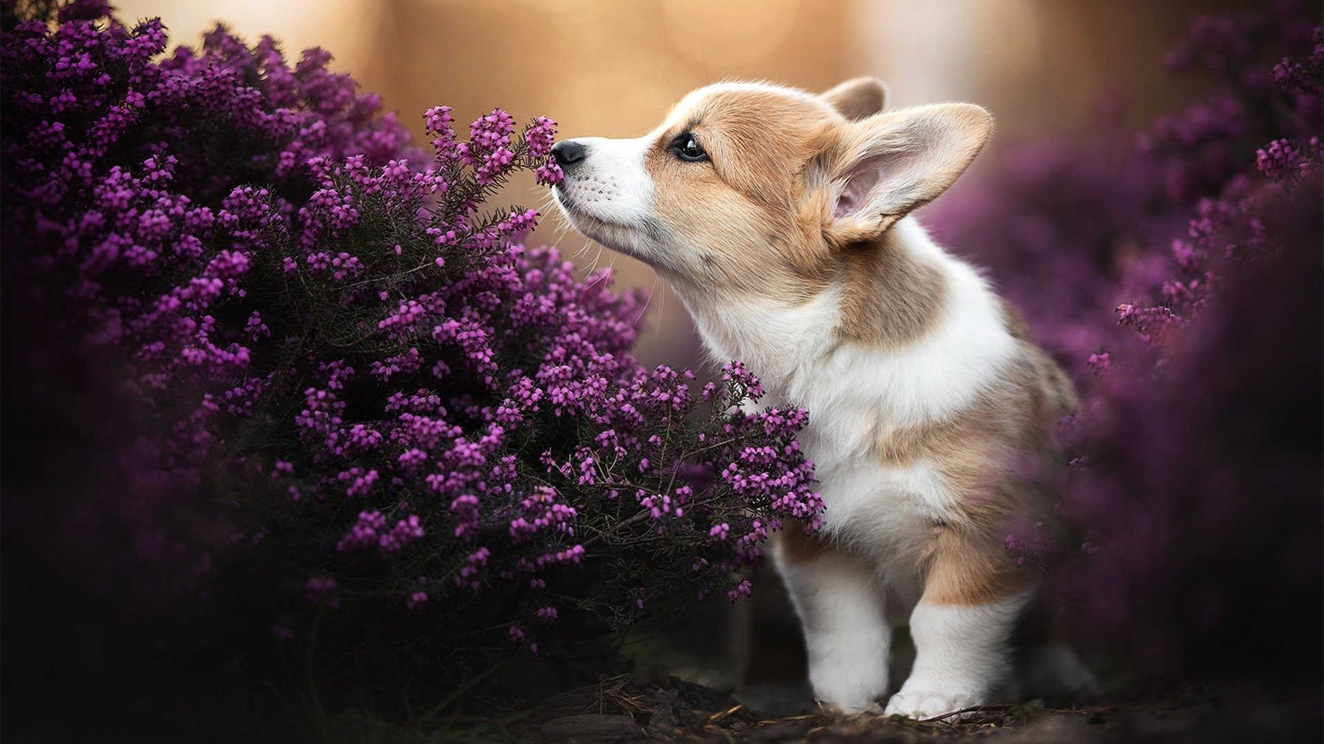 JIU YOU GAME-队内核心受伤暂停比赛，球队成绩或受影响，球队核心什么意思