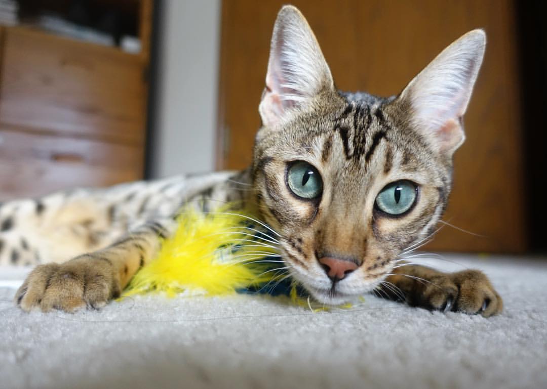 中国男篮海外拉练取得积极成果 战术配合默契提升,中国男篮外卡赛