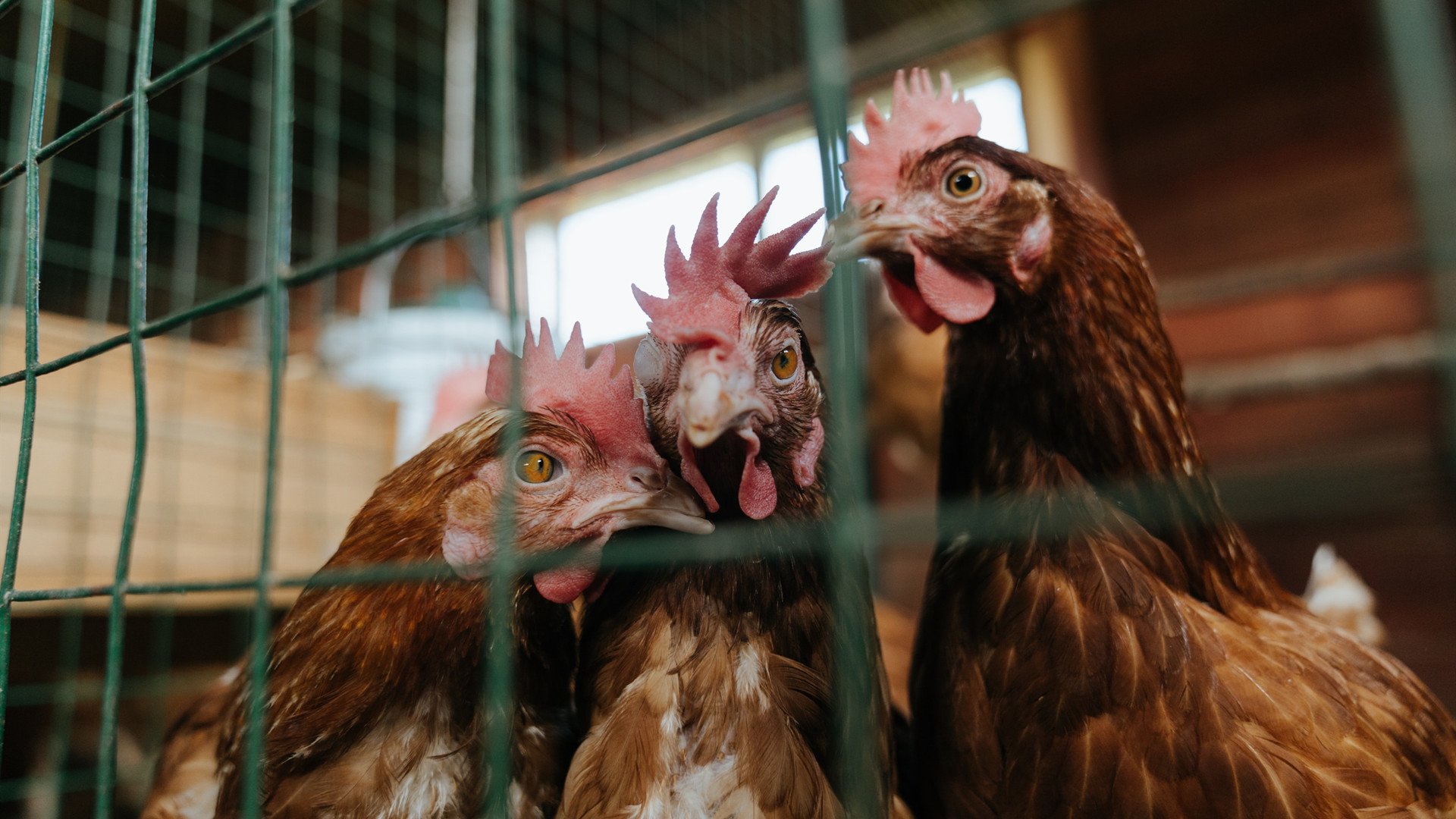 瑞典队2024年世界杯表现强劲，力克劲敌，瑞典世界杯阵容