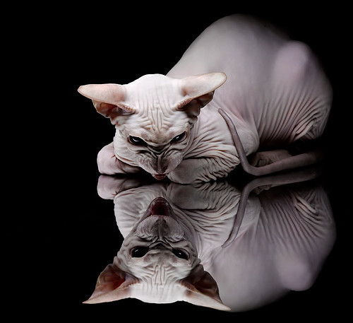 塞维利亚状态火热，欧洲赛场目标坚定