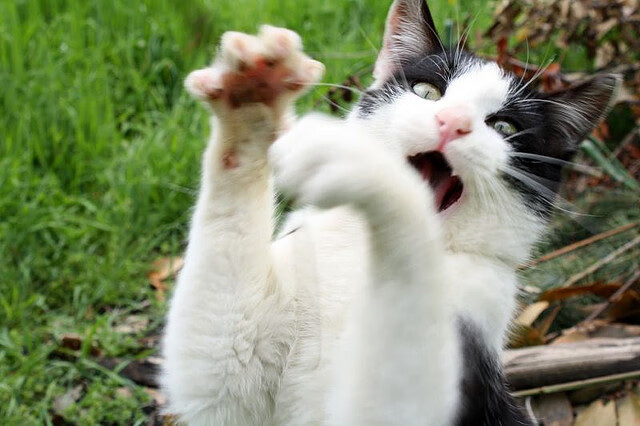 拜仁慕尼黑继续高歌猛进，德甲领跑稳定