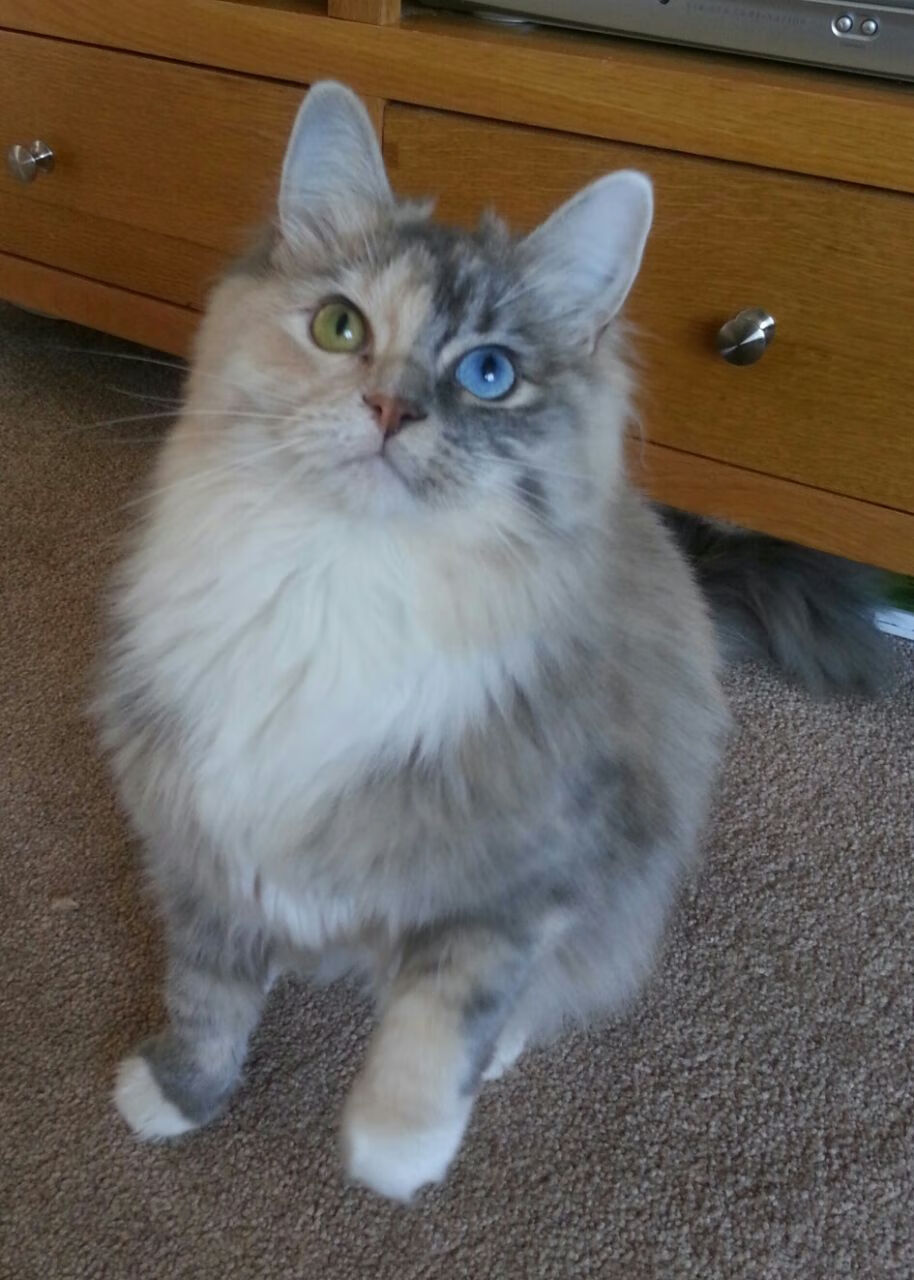 澳大利亚袋鼠队的战术创新挑战传统强队,澳大利亚袋鼠打拳